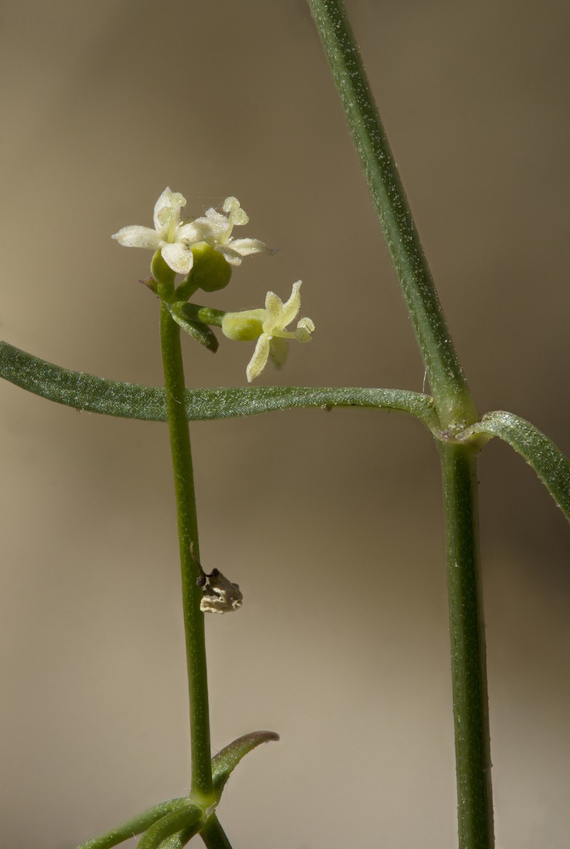 Asperula gemella photo 8