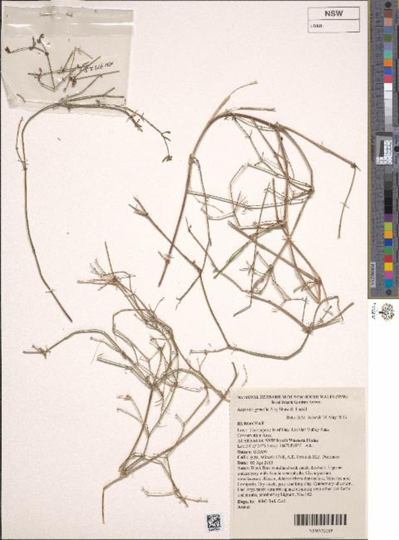 Asperula gemella photo 2