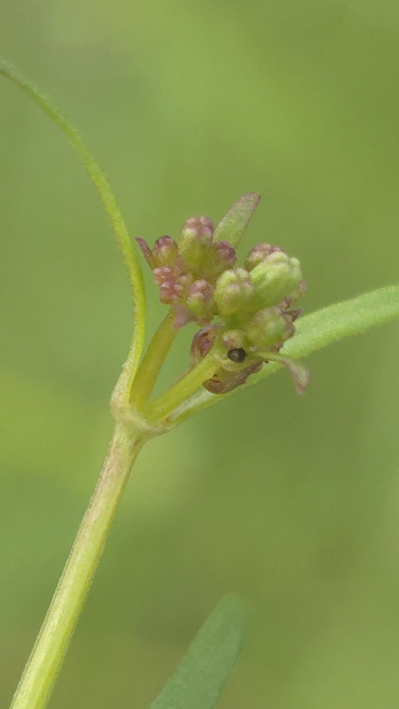 Asperula gemella photo 3