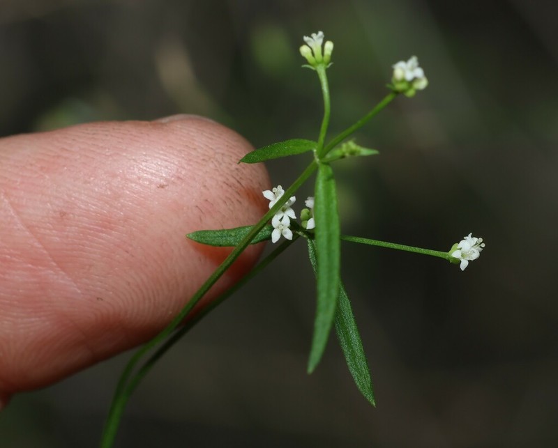 Asperula geminifolia