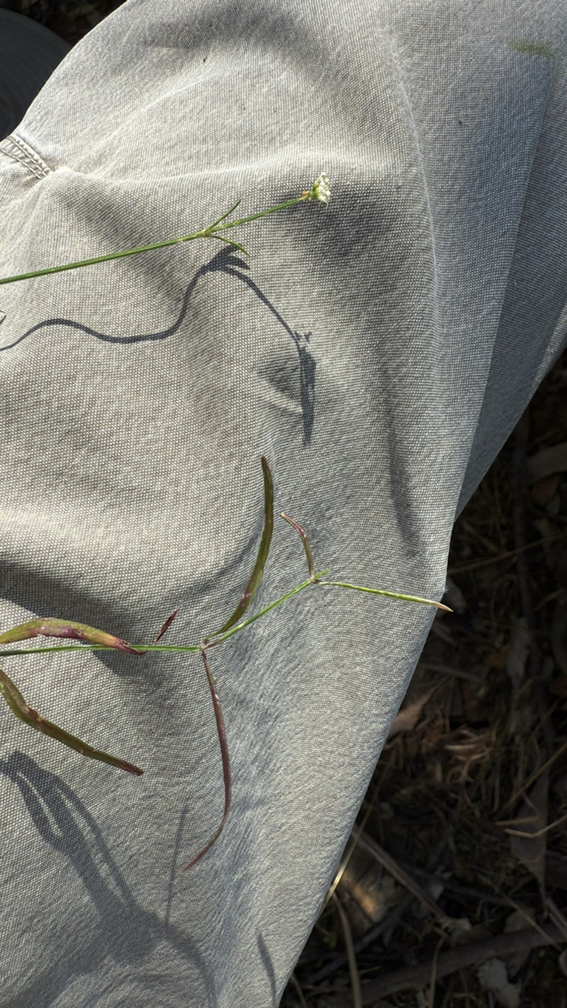 Asperula geminifolia photo 3