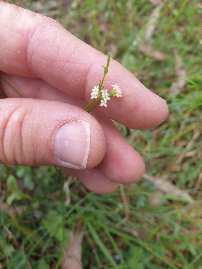Asperula geminifolia photo 6