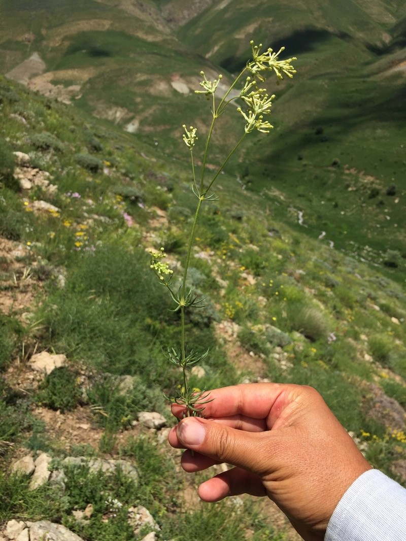 Asperula glomerata
