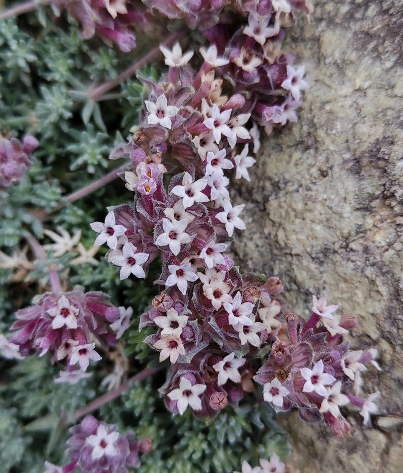 Asperula glomerata photo 2