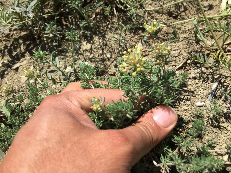 Asperula glomerata photo 3