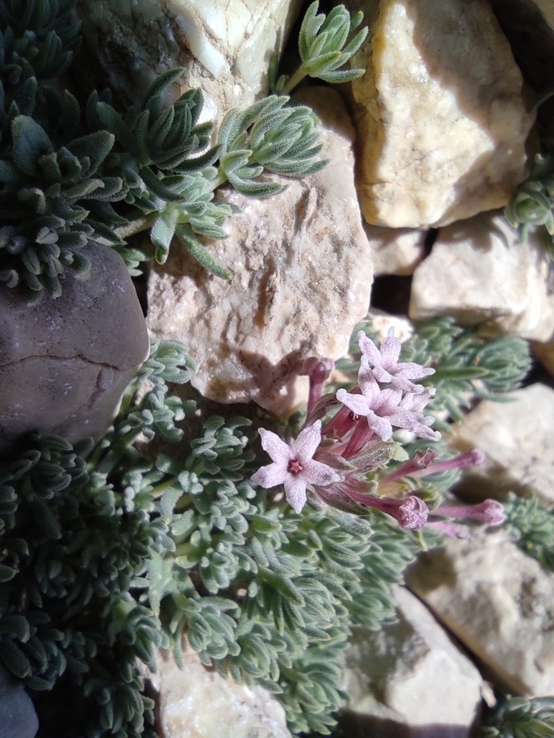 Asperula glomerata photo 4