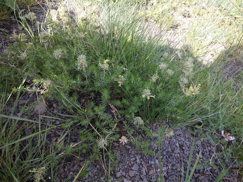 Asperula glomerata photo 5