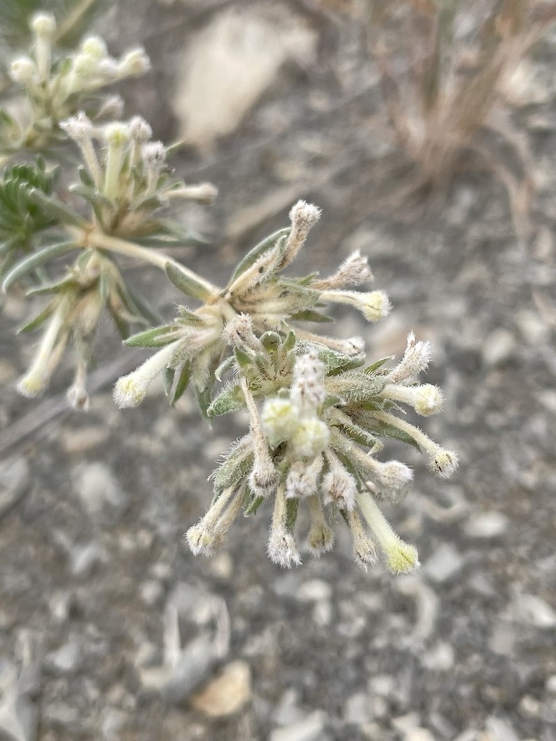 Asperula glomerata photo 6
