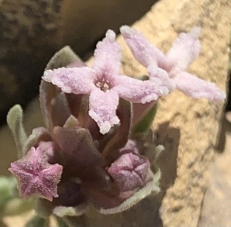 Asperula glomerata photo 7