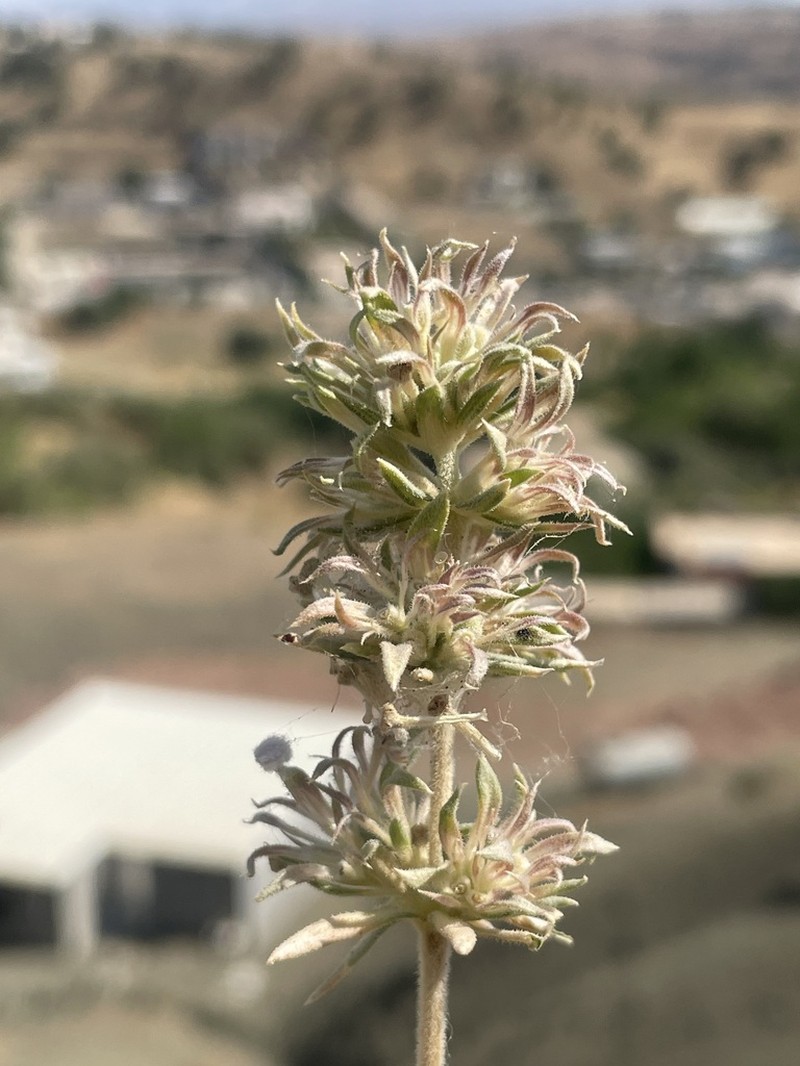 Asperula glomerata photo 8
