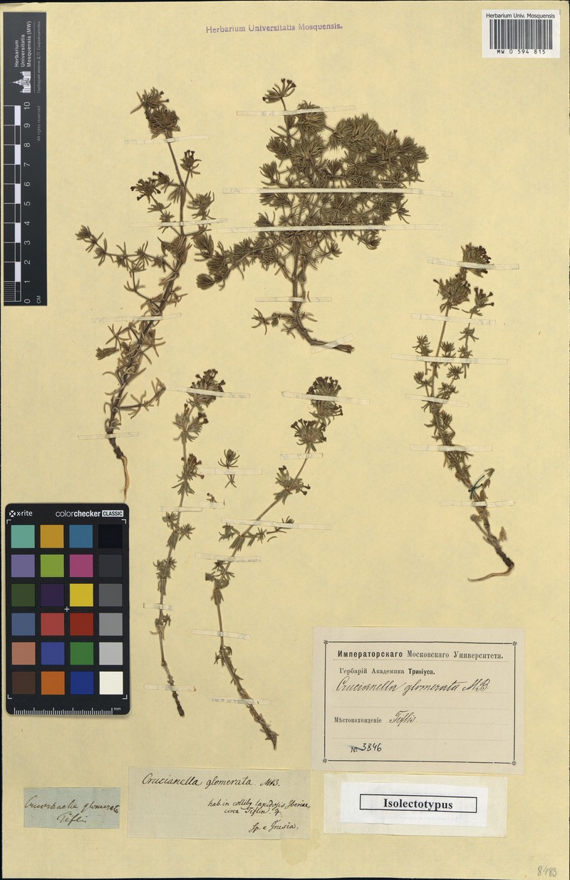 Asperula glomerata subsp. glomerata