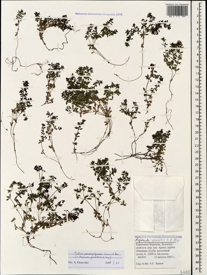 Asperula gracilis photo 3