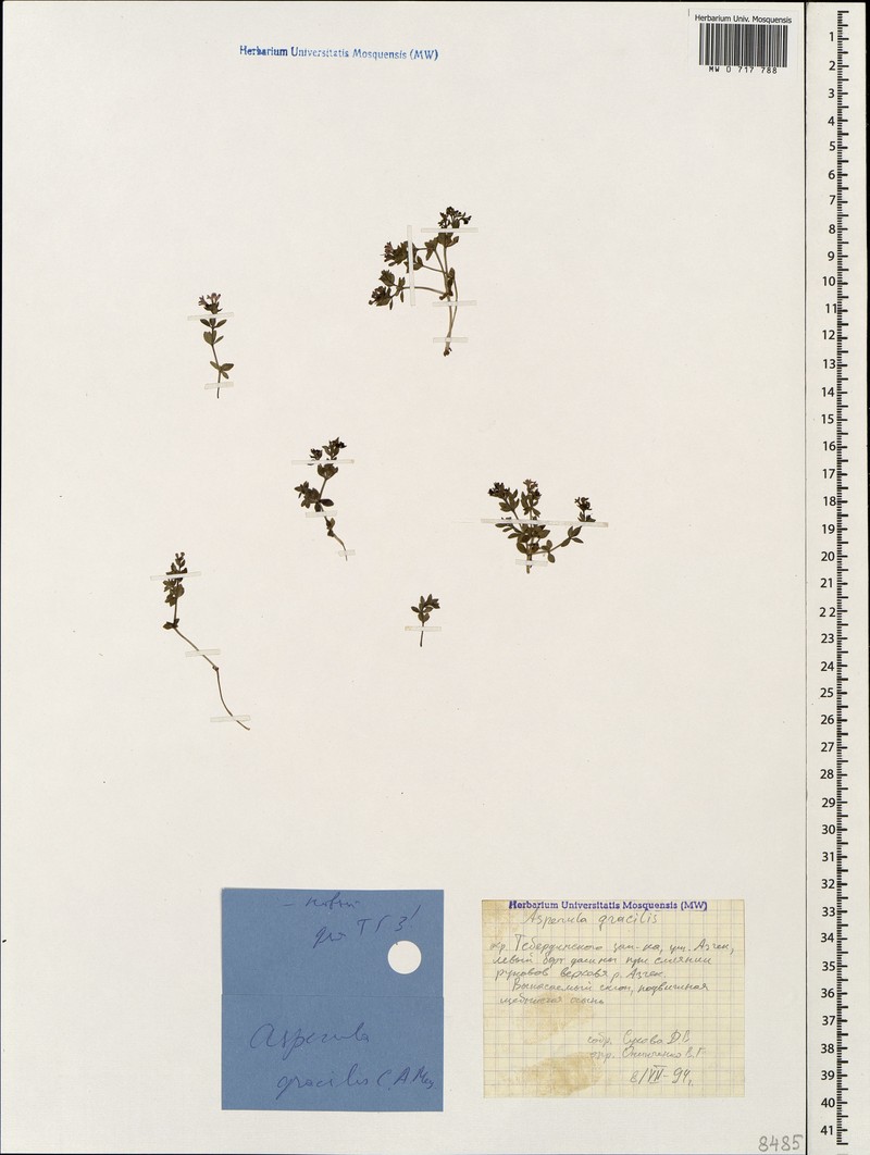 Asperula gracilis photo 4