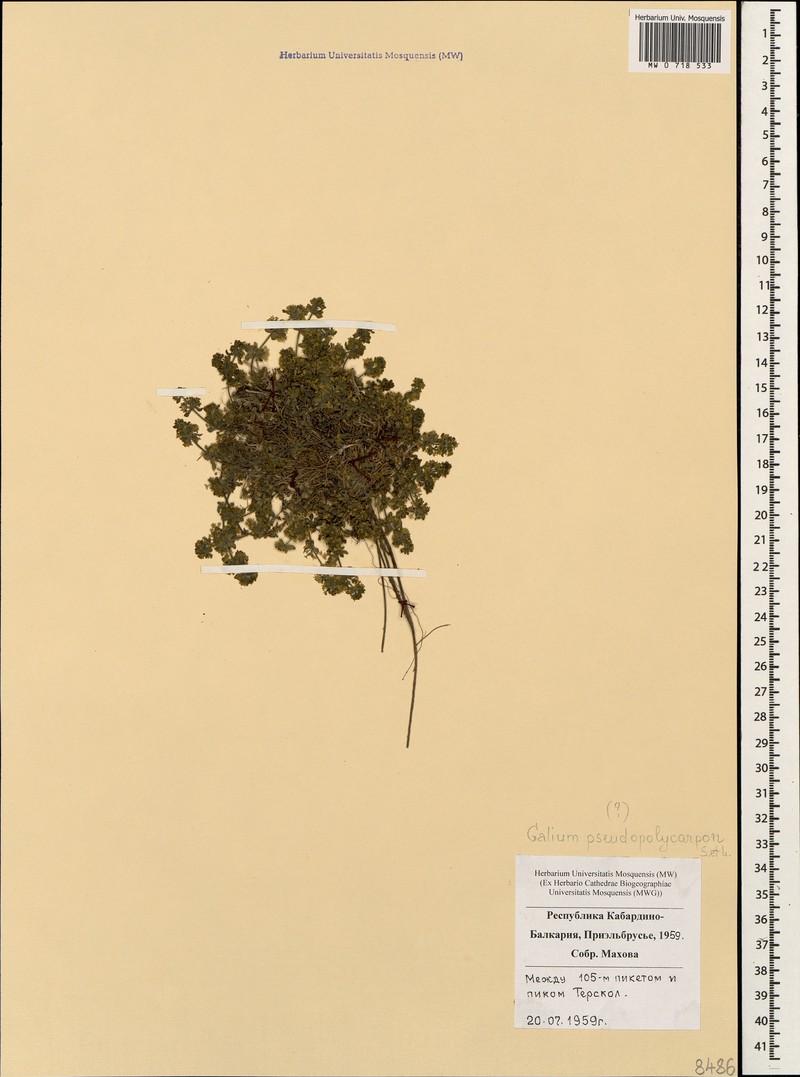Asperula gracilis photo 5