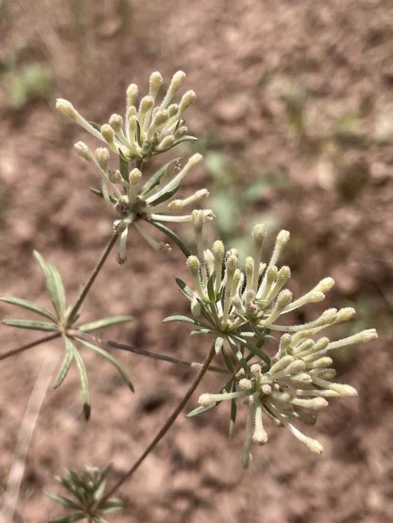 Asperula insignis