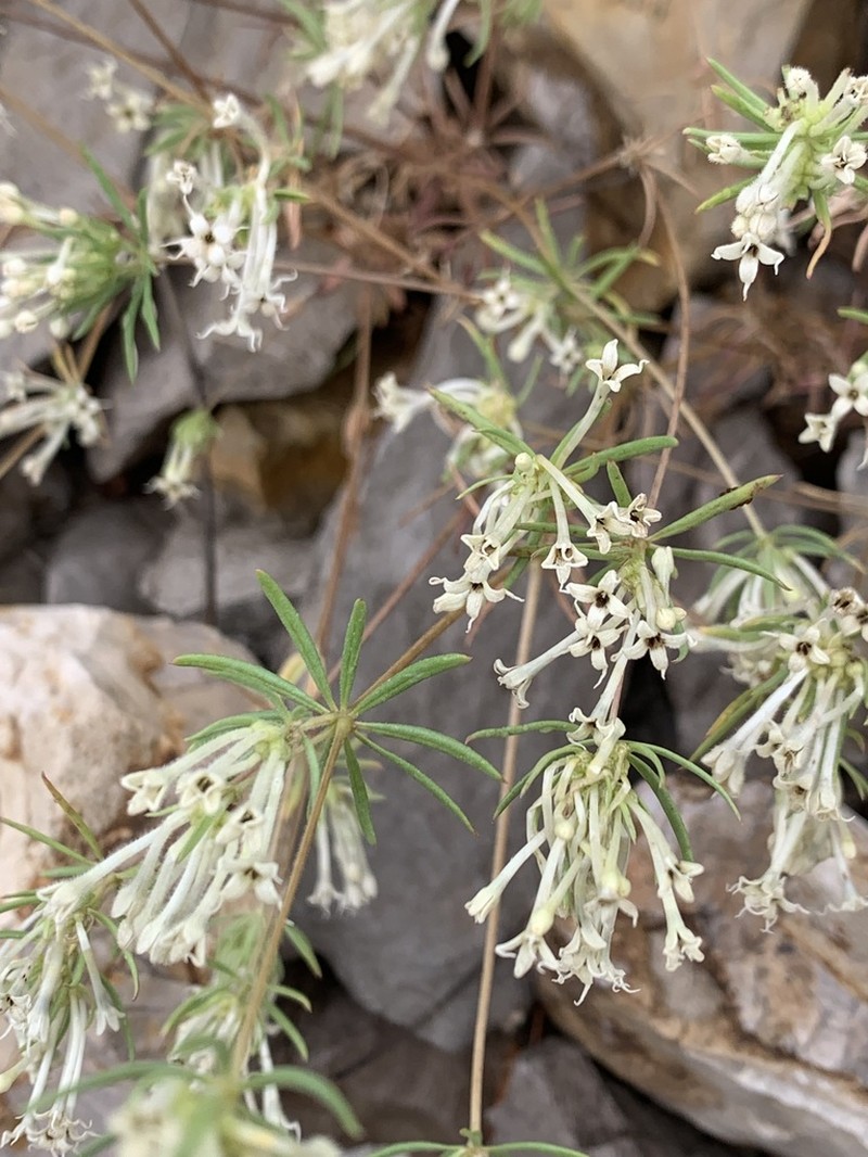 Asperula insignis photo 2