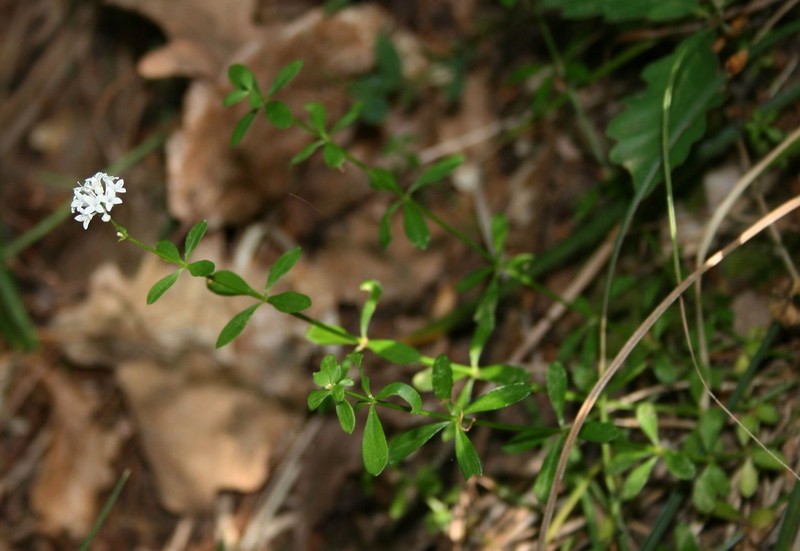 Asperula involucrata