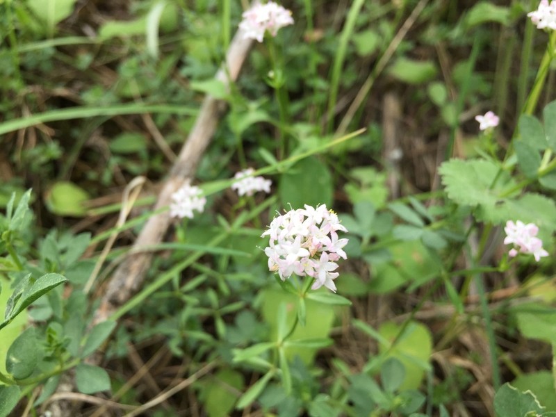 Asperula involucrata photo 2