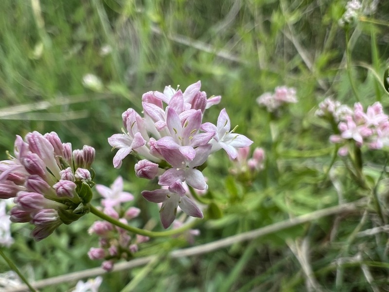 Asperula involucrata photo 3
