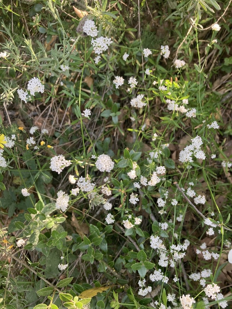 Asperula involucrata photo 4