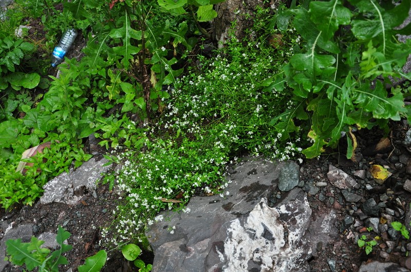 Asperula involucrata photo 5