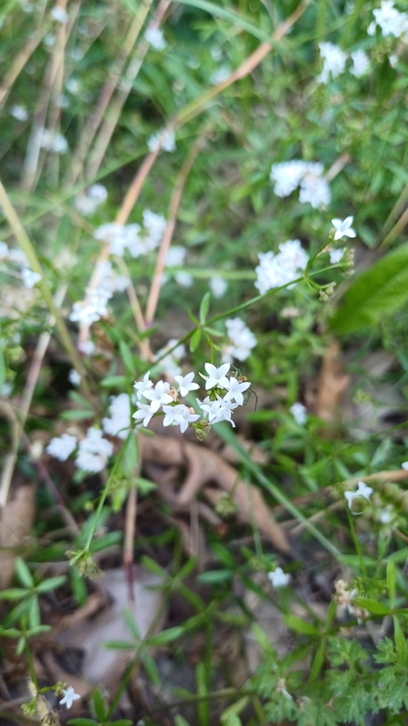 Asperula involucrata photo 6
