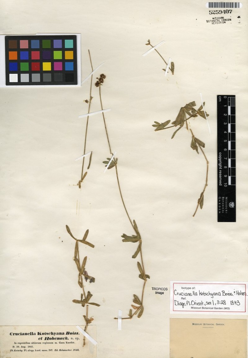 Asperula kotschyana