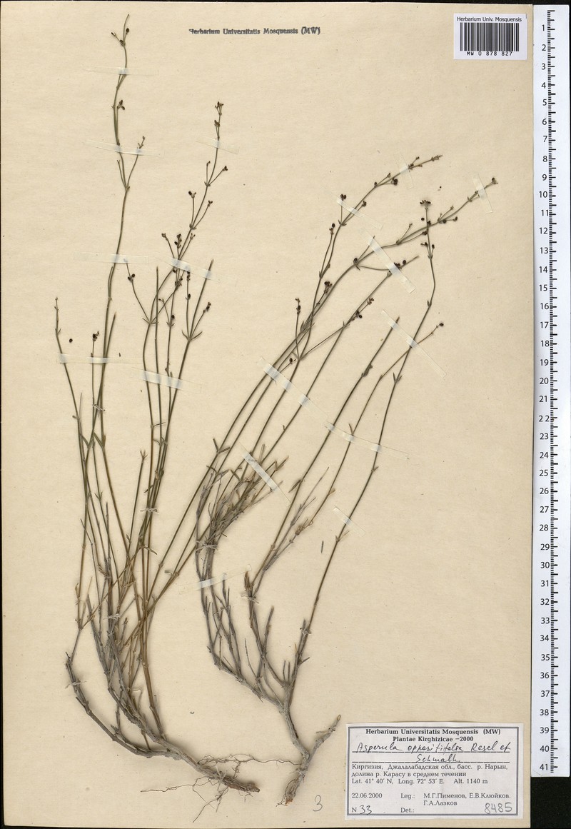 Asperula oppositifolia