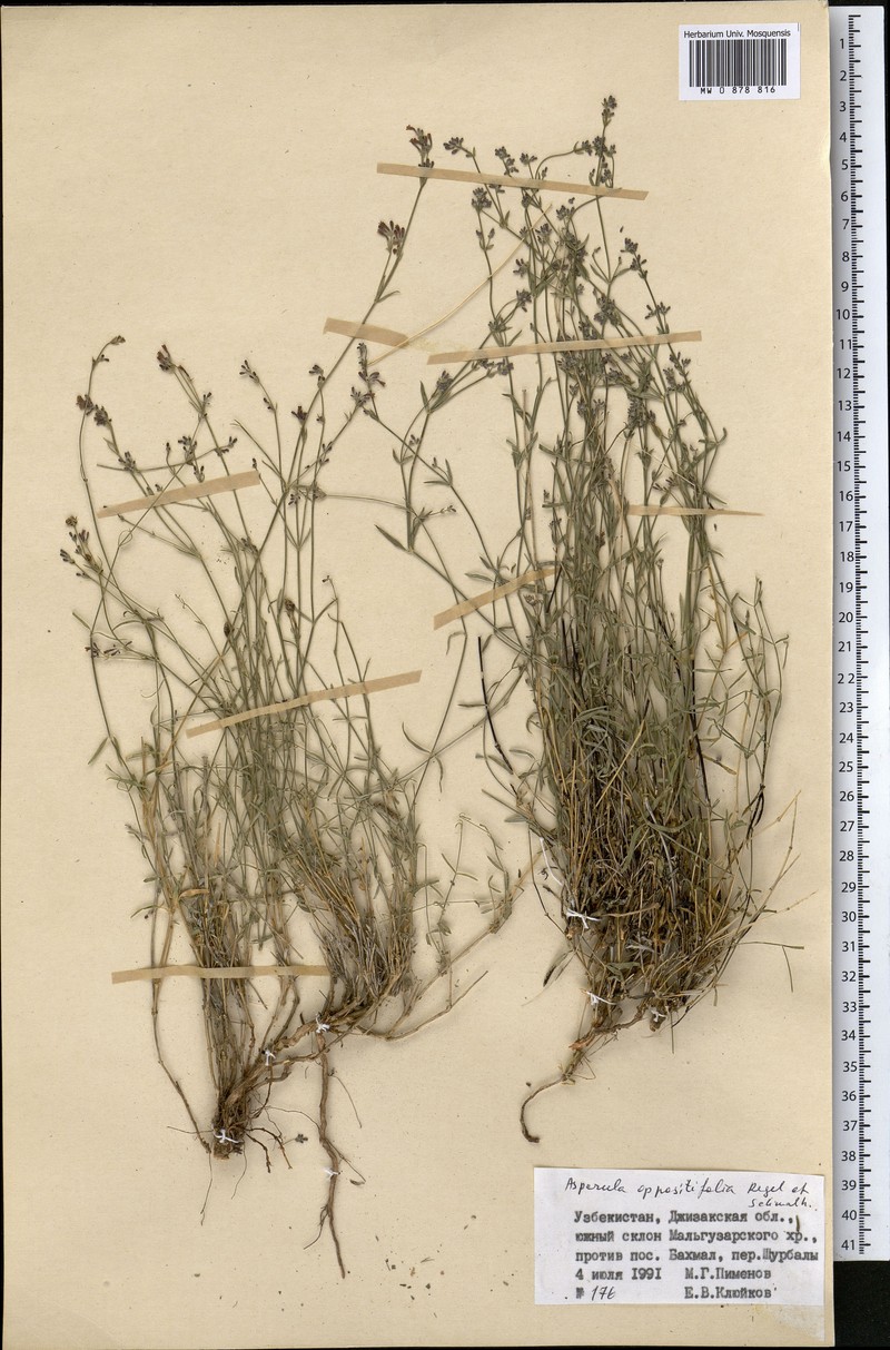 Asperula oppositifolia photo 2