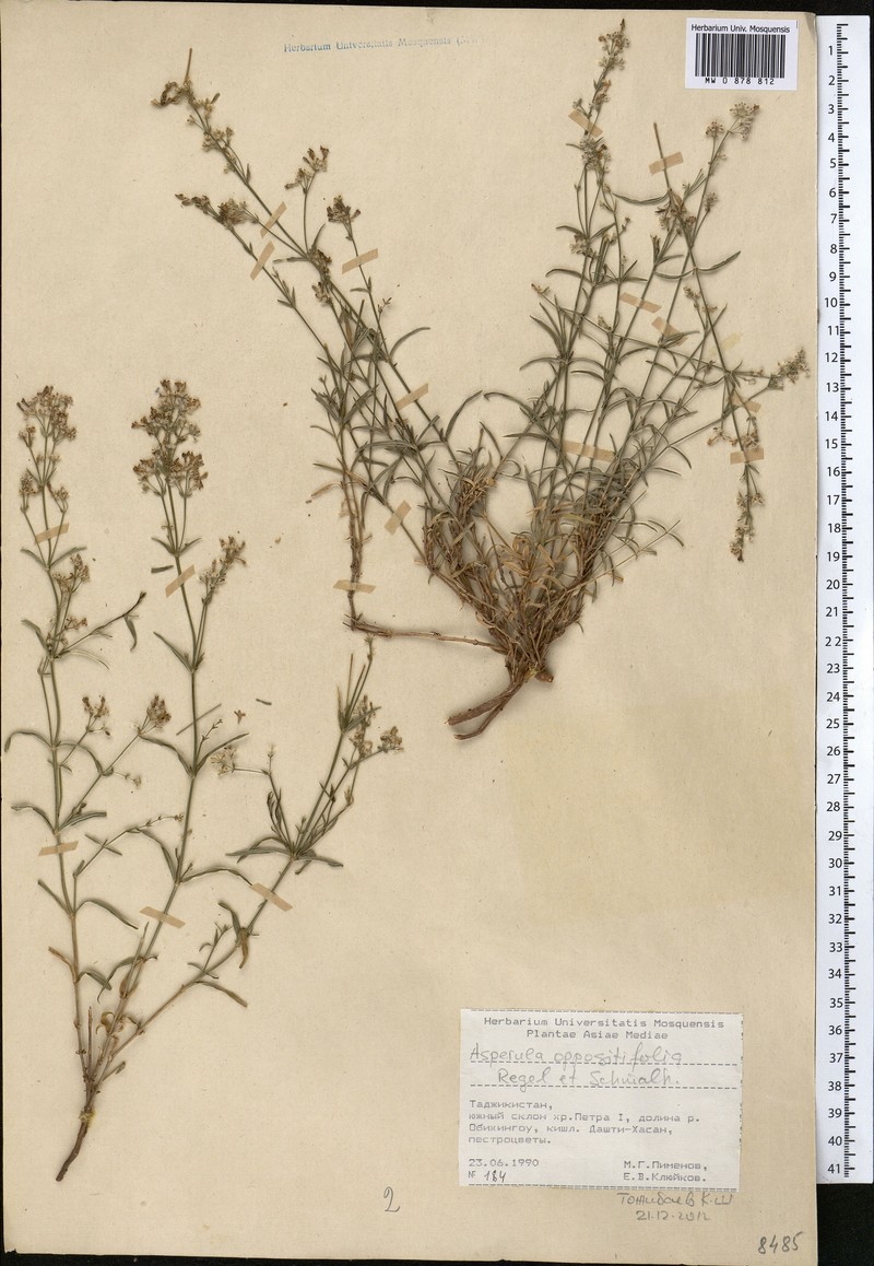 Asperula oppositifolia photo 3