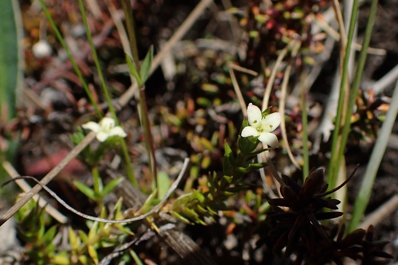 Asperula perpusilla