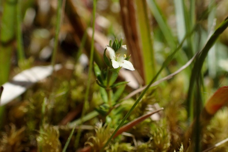 Asperula perpusilla photo 2
