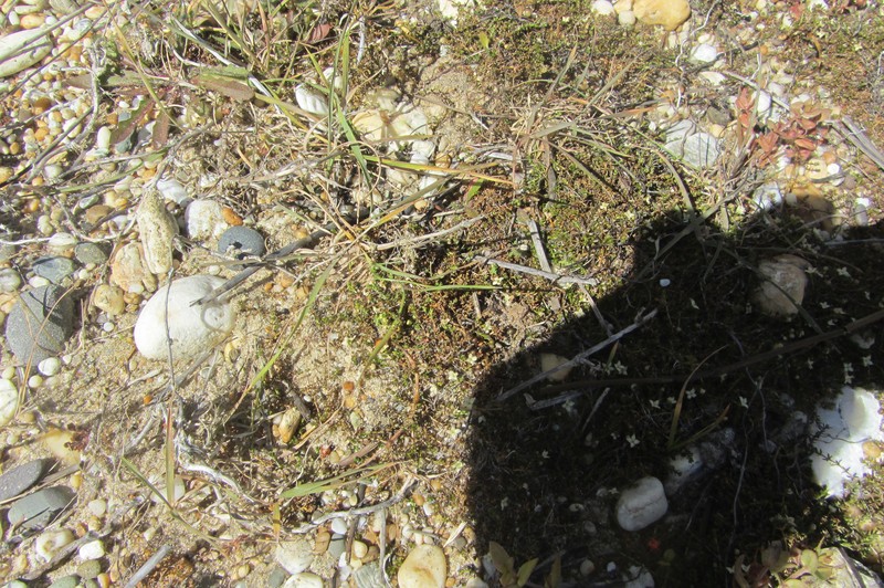 Asperula perpusilla photo 4
