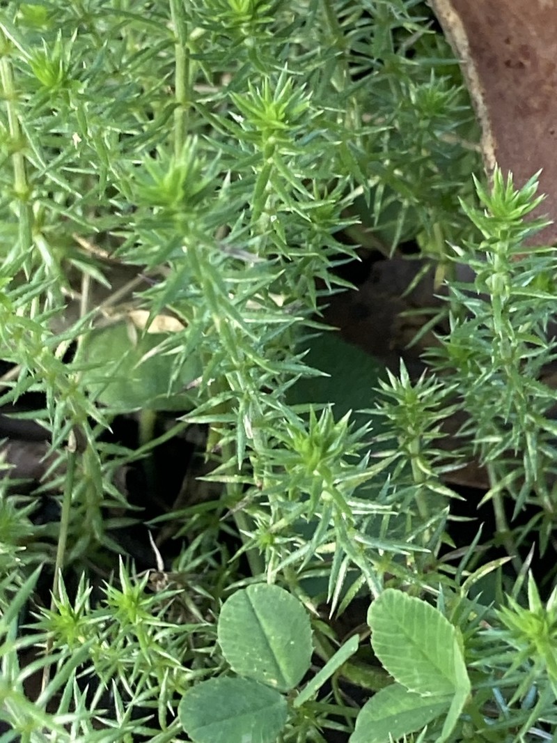 Asperula scoparia photo 2