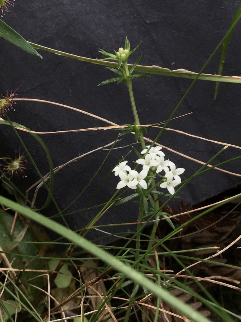 Asperula scoparia photo 3