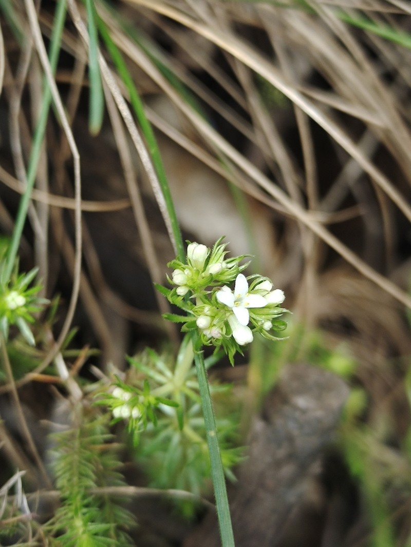 Asperula scoparia photo 4
