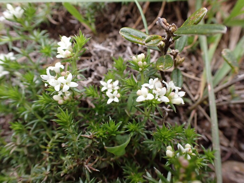 Asperula scoparia photo 5