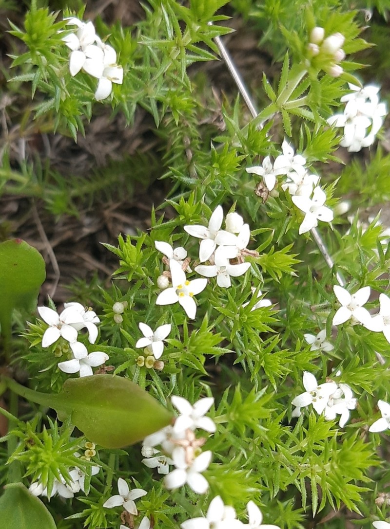 Asperula scoparia photo 6