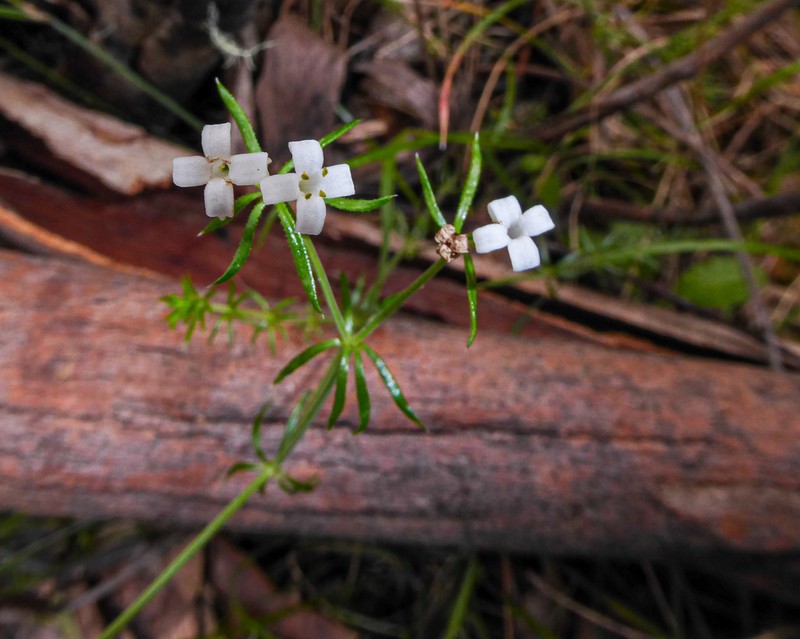 Asperula scoparia photo 7