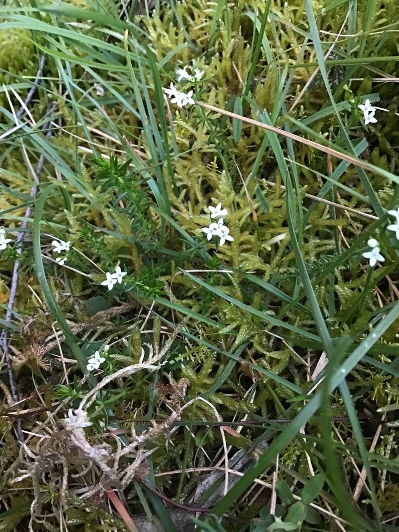 Asperula scoparia photo 8