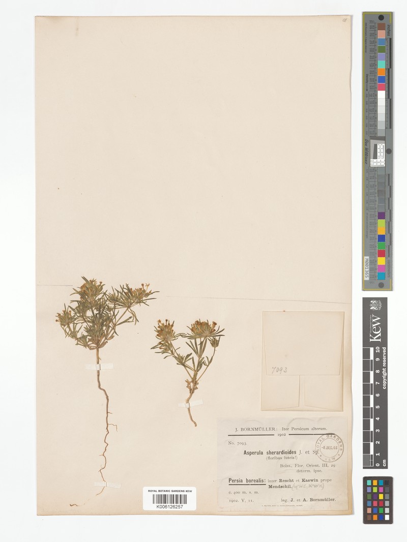 Asperula sherardioides