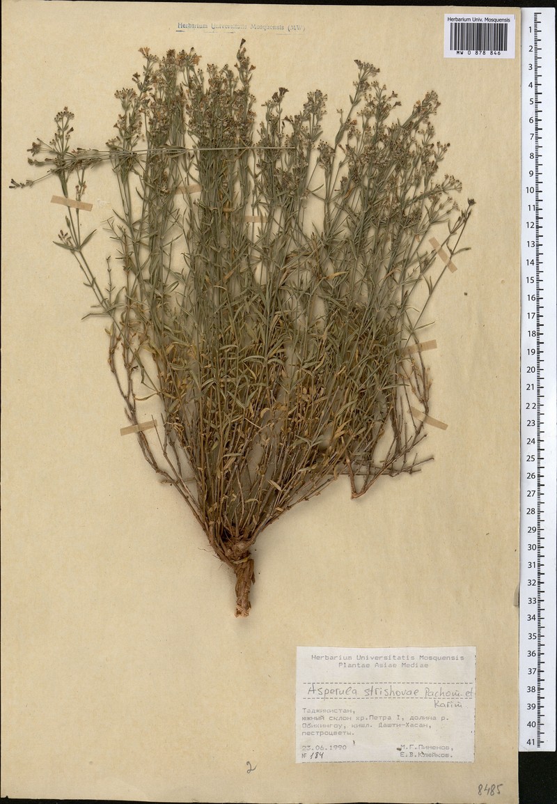 Asperula strishovae