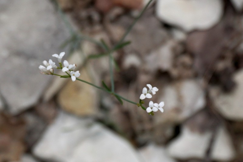Asperula tinctoria photo 3