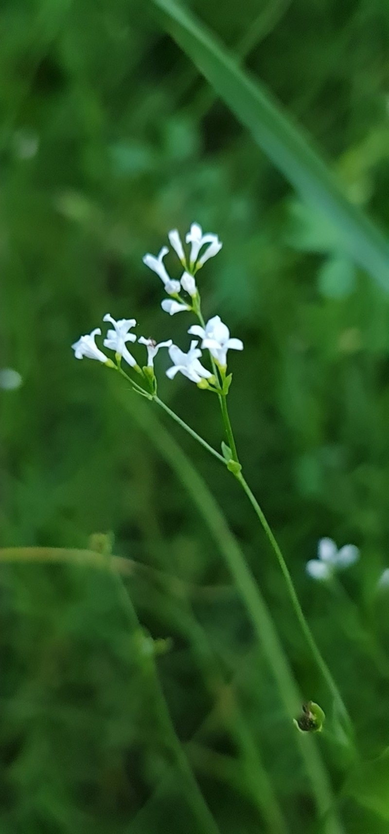 Asperula tinctoria photo 4