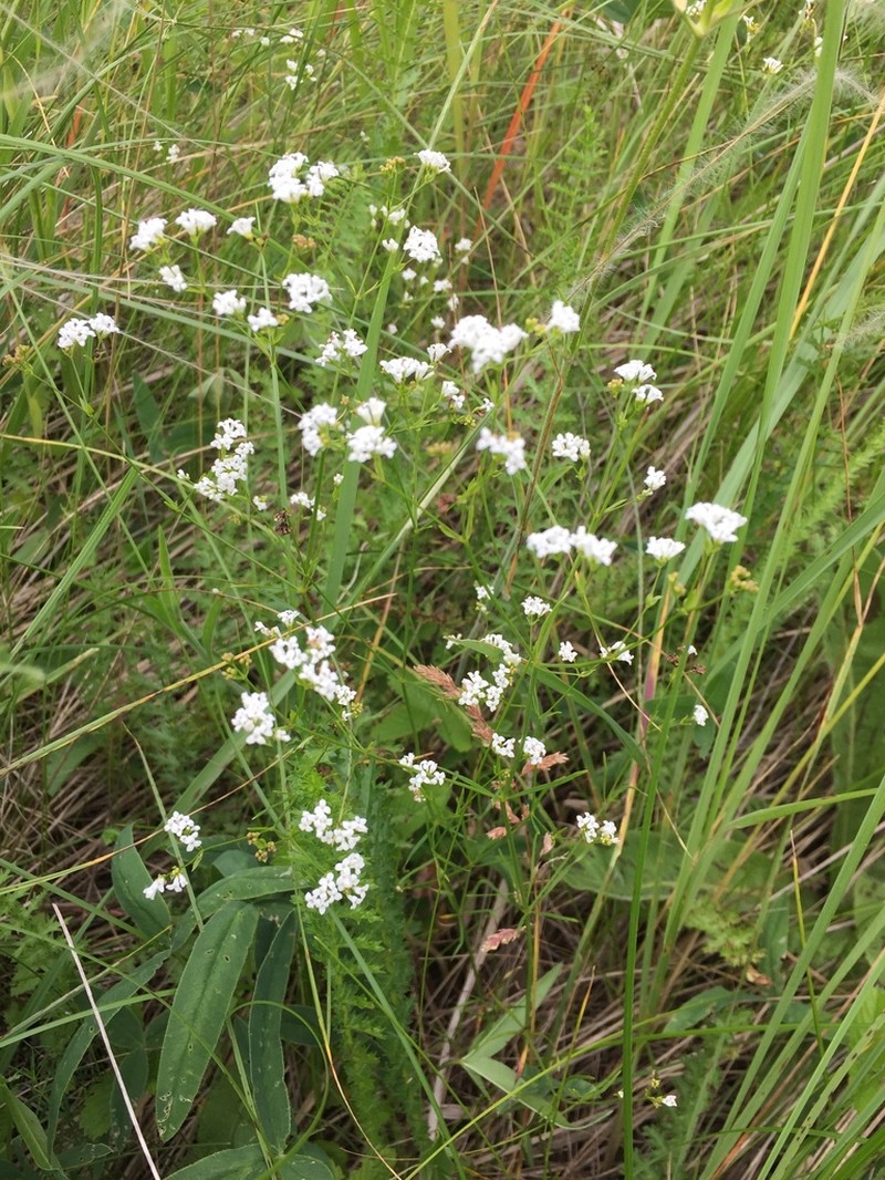 Asperula tinctoria photo 5