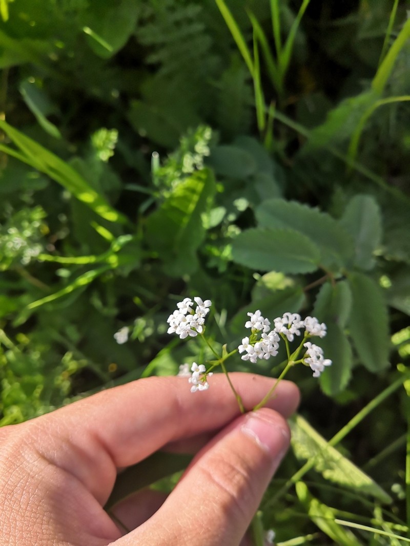 Asperula tinctoria photo 6