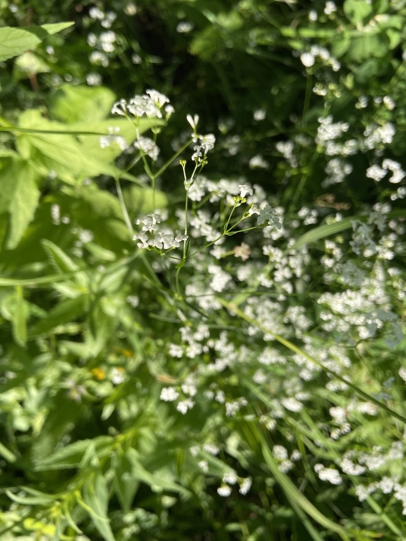 Asperula tinctoria photo 7
