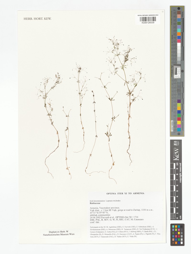 Asperula trichodes