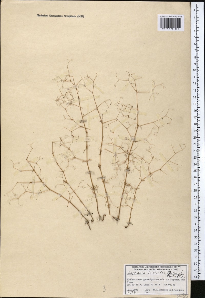 Asperula trichodes photo 2