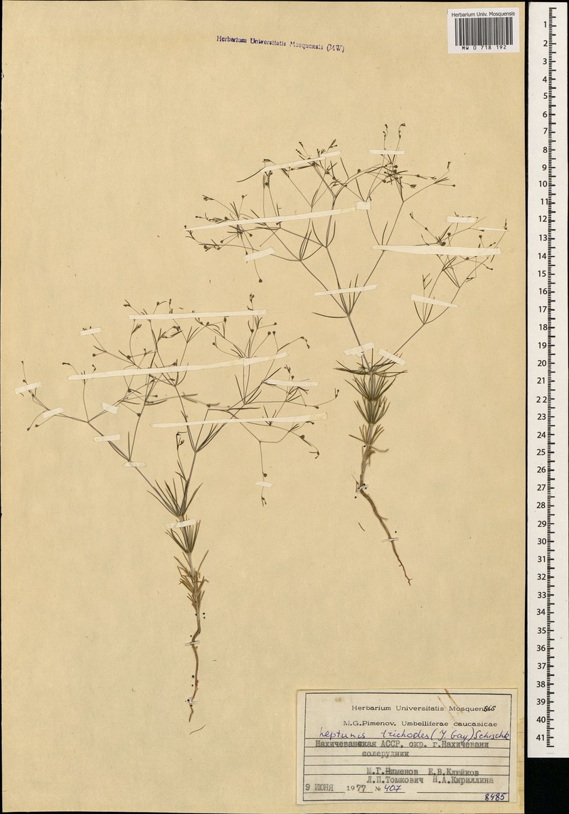 Asperula trichodes photo 3